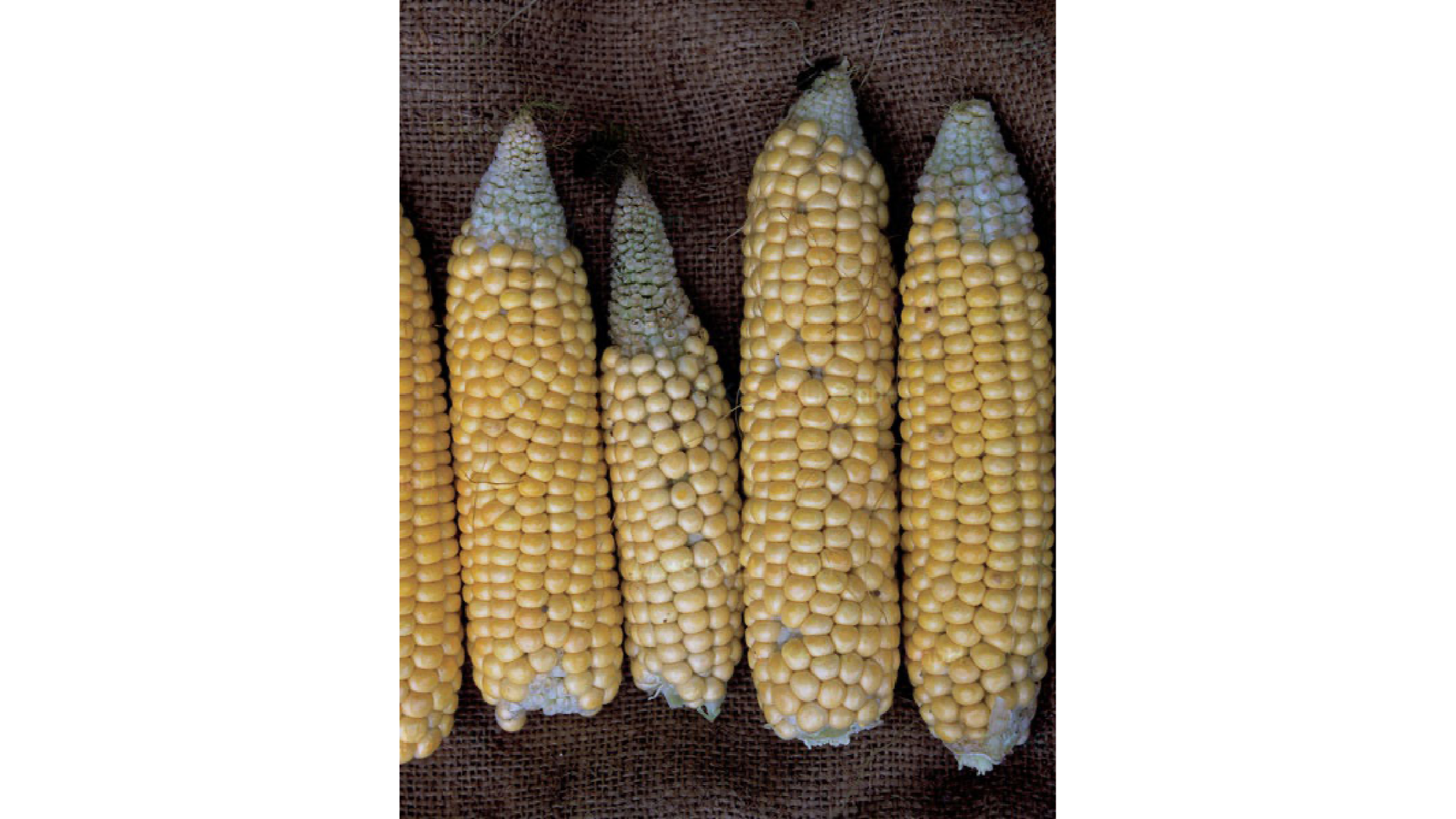 deficiency-maize-4-3
