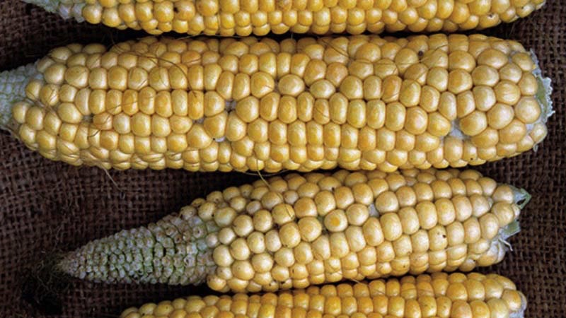 Boron deficiency maize (16:9)