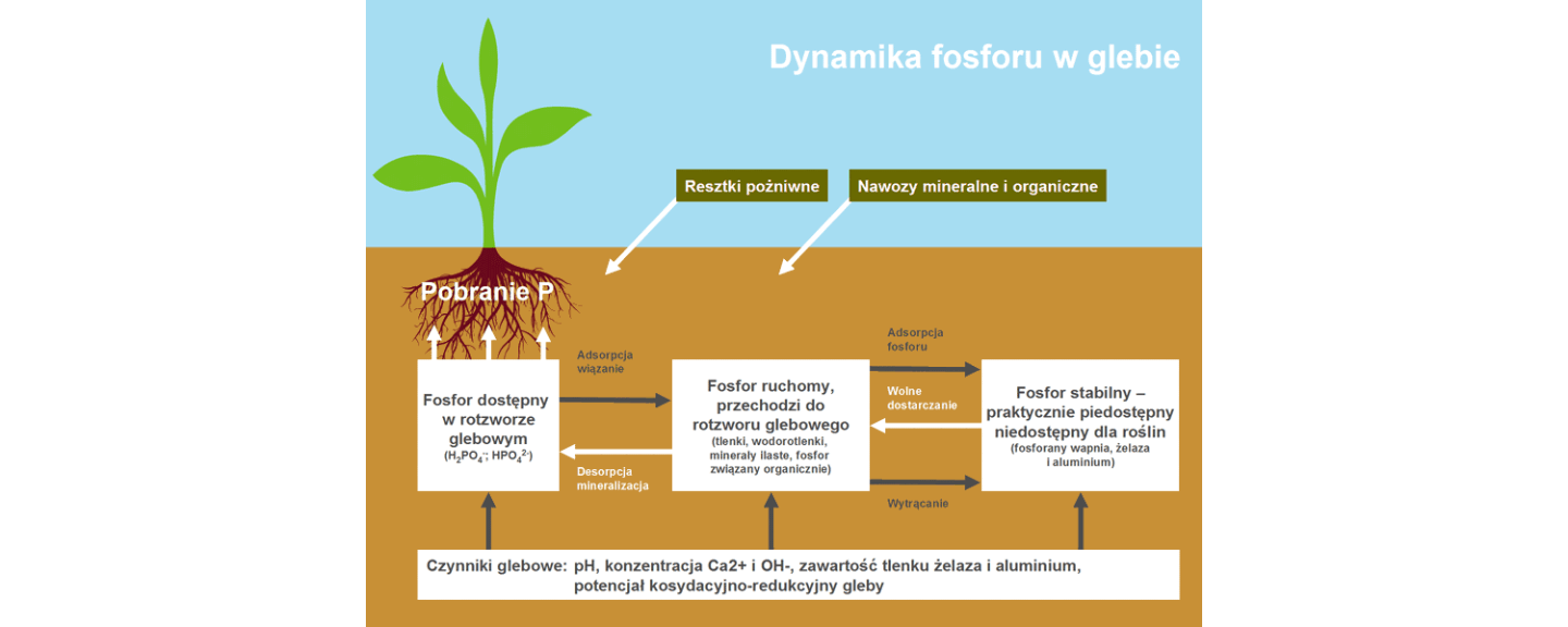 Dynamika fosforu w glebie Dynamika fosforu w glebie