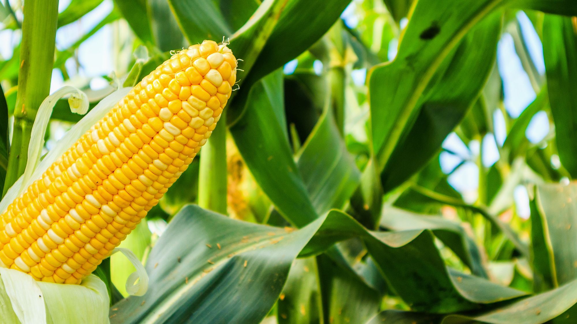 Corn under-foot fertilization