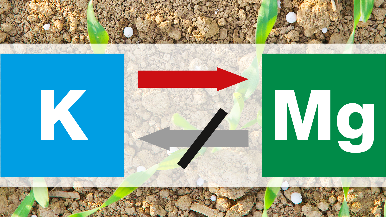 K Mg Nutrient interactions