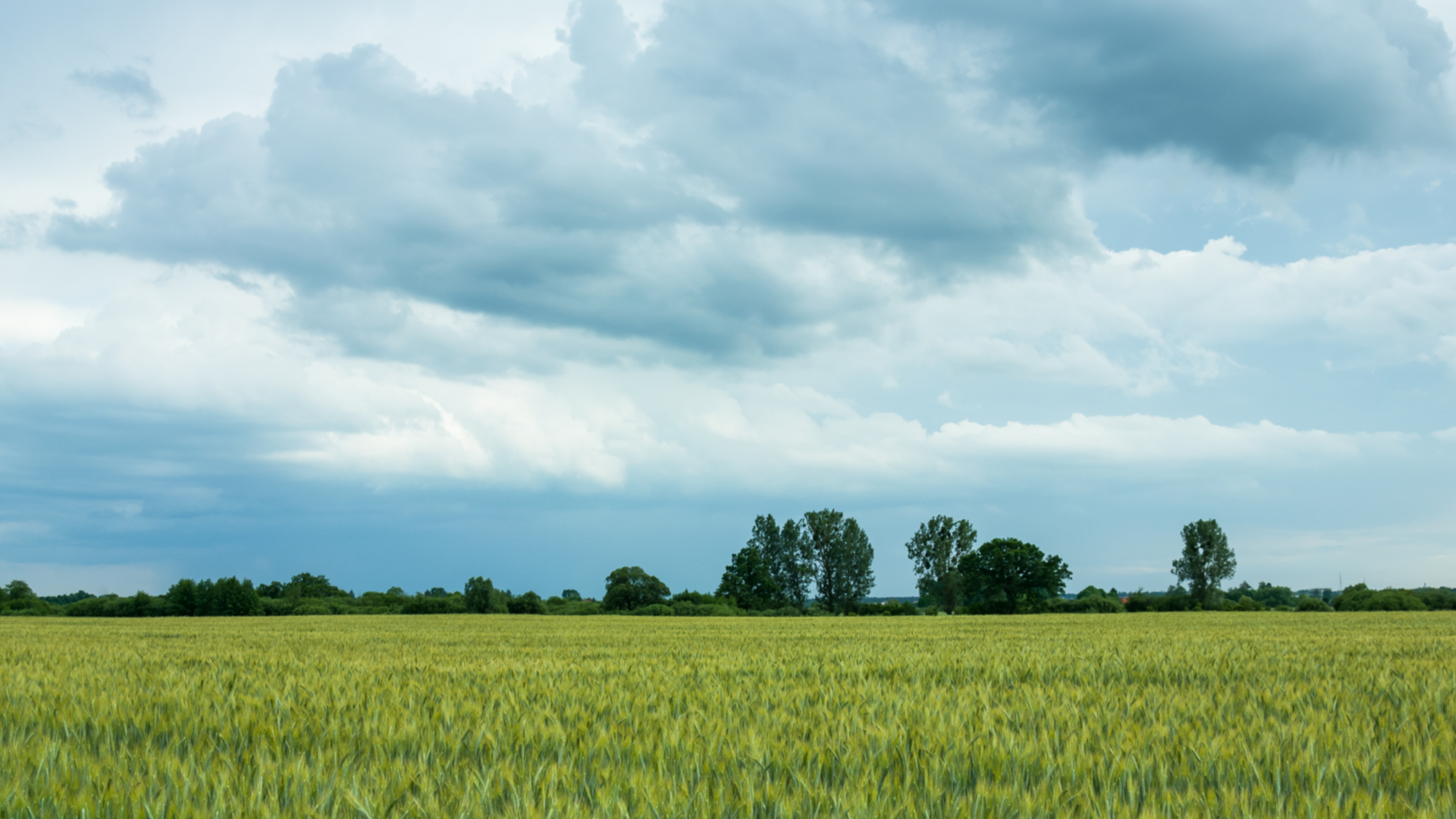 Optimal use of nitrogen and phosphorus