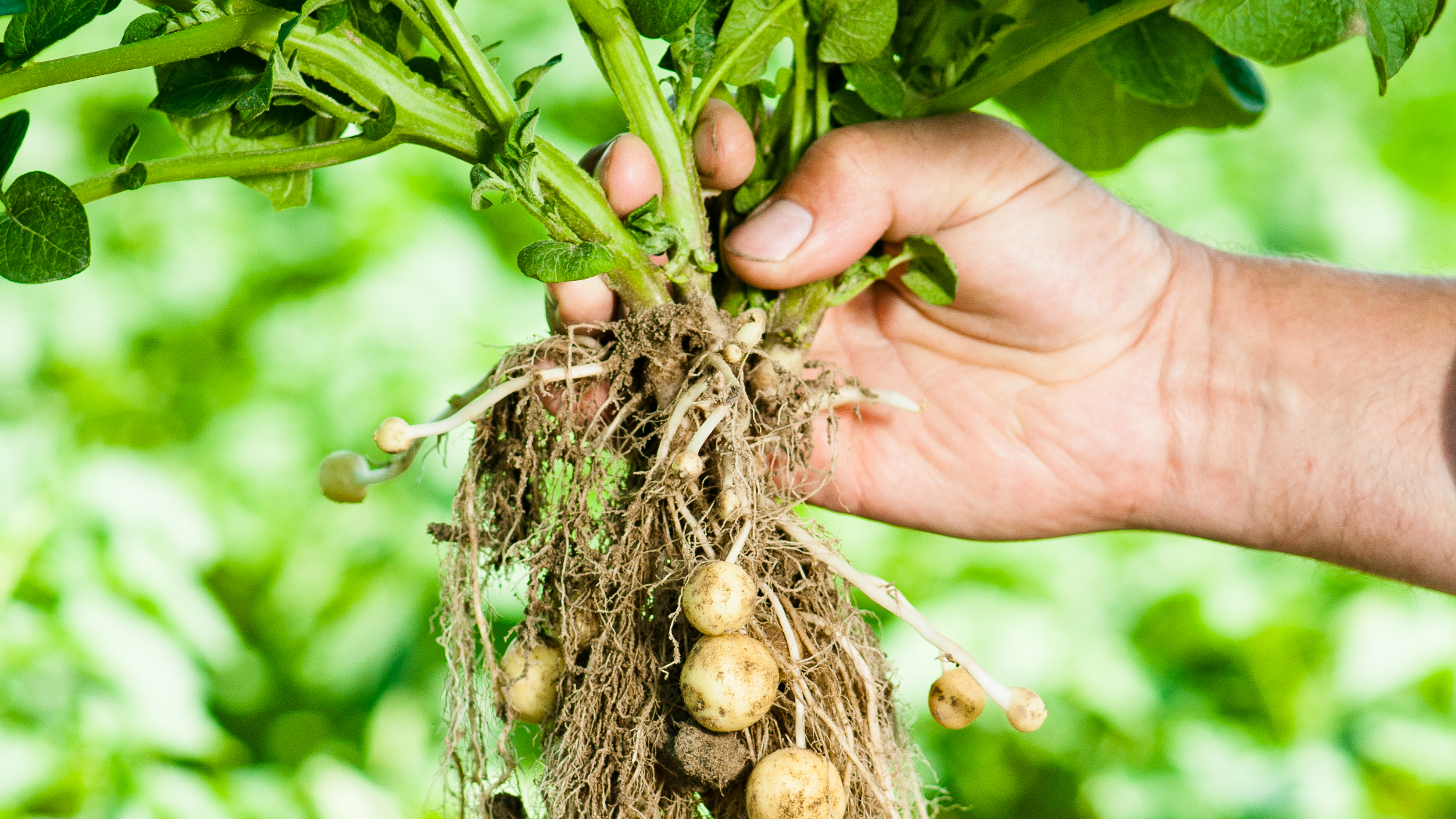 Potassium fertilizer for potatoes