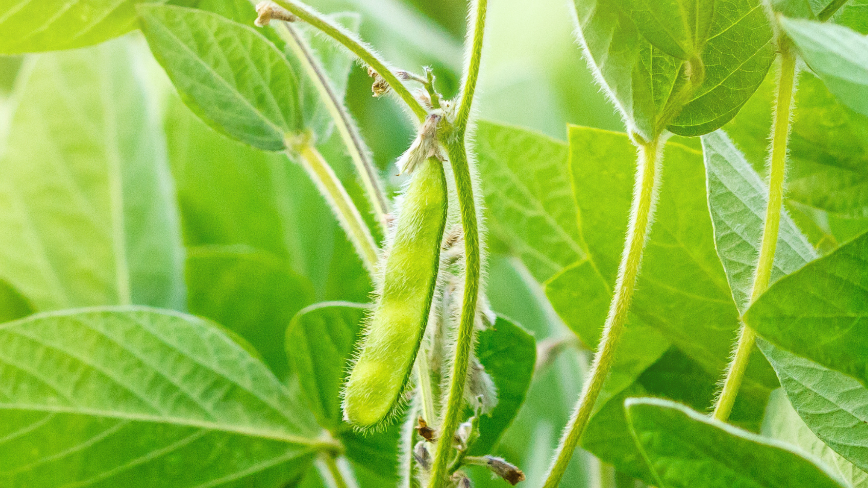 Soybean fertilization