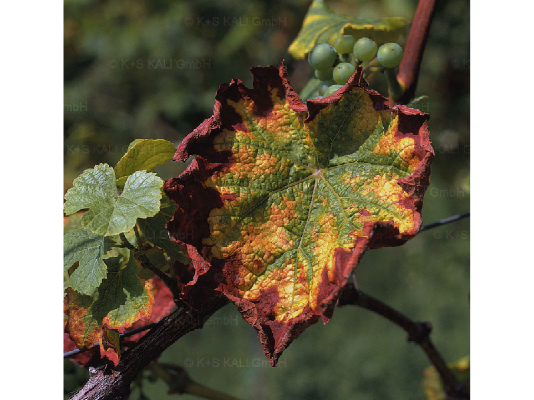 deficiency-viniculture-4-3
